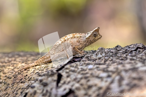 Image of Brown leaf chameleon, Brookesia superciliaris, Reserve Peyrieras Madagascar Exotic. Madagascar