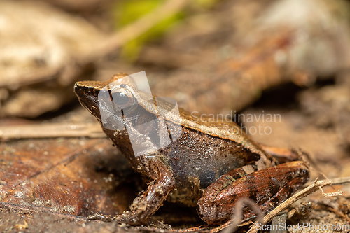 Image of Brown Mantella, Mantidactylus melanopleura, Ranomafana National Park. Madagascar