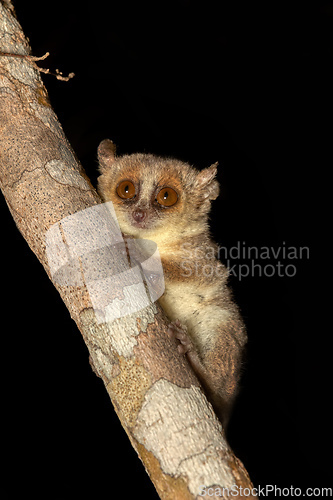 Image of Madame Berthe's mouse lemur, Microcebus berthae, Madagascar wildlife animal