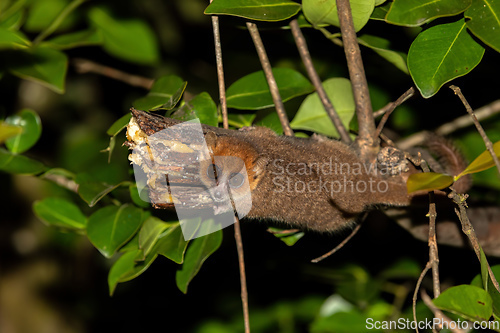 Image of Brown mouse lemur, Microcebus rufus, Ranomafana National Park, Madagascar