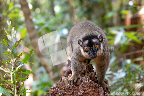 Image of Common brown lemur, Eulemur fulvus, Madagascar wildlife animal