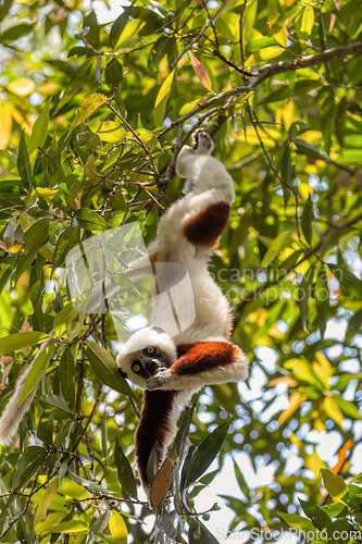 Image of Coquerel's sifaka lemur, Propithecus coquereli, Madagascar wildlife animal