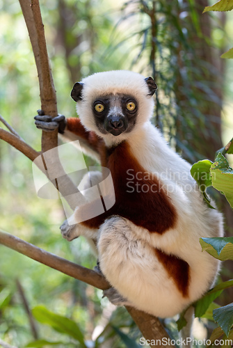 Image of Coquerel's sifaka lemur, Propithecus coquereli, Madagascar wildlife animal