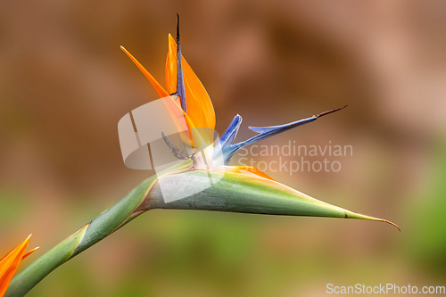 Image of Crane Flower, Strelitzia Reginae. Andasibe Madagascar