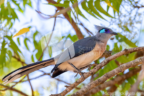 Image of Crested coua, Coua cristata, Kirindy Forest, Madagascar wildlife