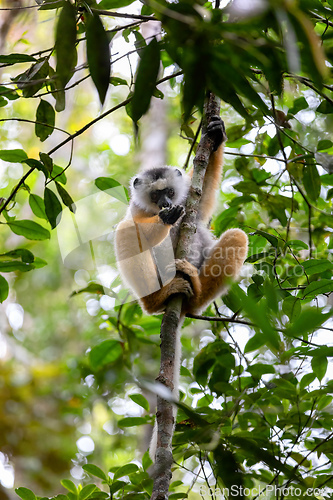 Image of Lemur Diademed Sifaka, Propithecus diadema, Madagascar wildlife animal