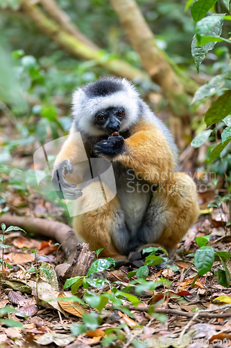 Image of Lemur Diademed Sifaka, Propithecus diadema, Madagascar wildlife animal