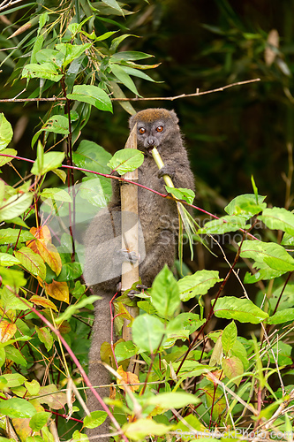 Image of Eastern lesser bamboo lemur, Hapalemur griseus, Madagascar wildlife animal.