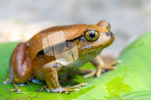 Image of False Tomato Frog, Dyscophus Guineti, Madagascar