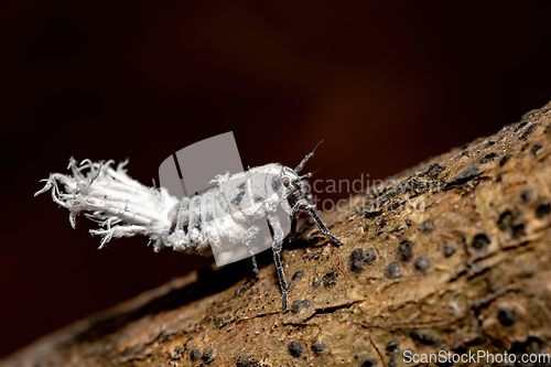 Image of Flatida rosea, the flower-spike bug, Madagascar wildlife
