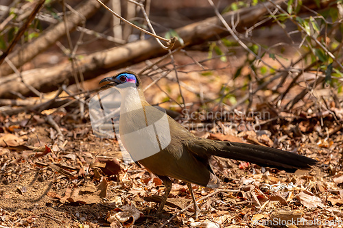 Image of Bird Giant Coua, Coua gigas, Kirindy Forest, Madagascar