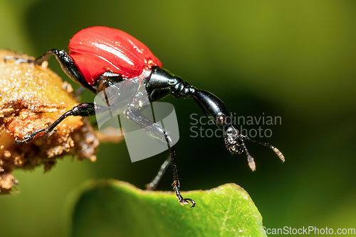 Image of Female of Giraffe Weevil, Trachelophorus Giraffa, Ranomafana, Madagascar