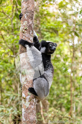 Image of Lemur Indri, Madagascar wildlife animal.