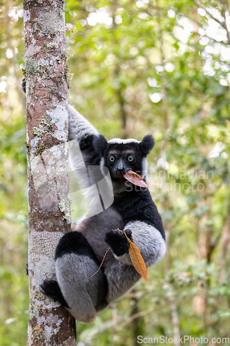 Image of Lemur Indri, Madagascar wildlife animal.