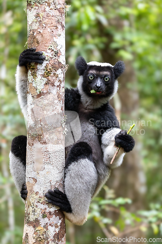 Image of Lemur Indri, Madagascar wildlife animal.