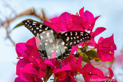 Image of Madagascar Giant Swallowtail, Pharmacophgus Antenor, Madagascar wildlife