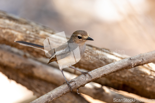 Image of Madagascar Magpie-Robin, (Copsychus albospecularis) female