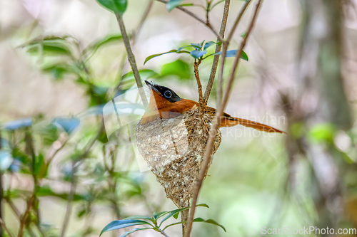 Image of Malagasy paradise flycatcher, Terpsiphone mutata, Andasibe-Mantadia Madagascar