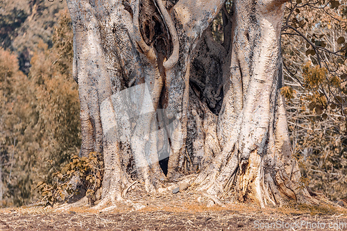 Image of Majestic ethereal tree in Amhara region, Ethiopia