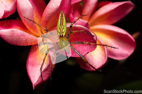 Image of Malagasy Green Lynx Spider, Peucetia Madagascariensi, Isalo Madagascar