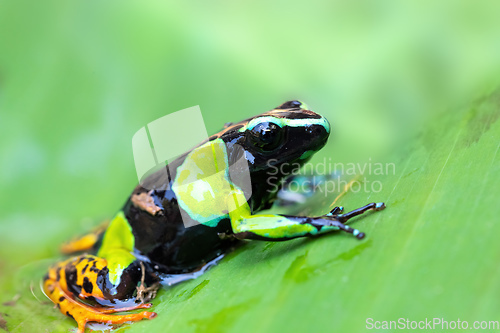 Image of Baron's Mantella, Mantella Baroni, Endemic frog, Madagascar