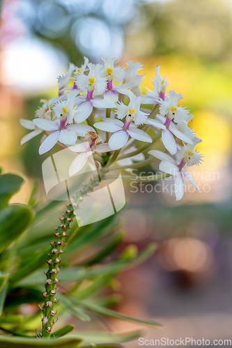 Image of Epidendrum, Orchid plants from family Orchidaceae, Madagascar flora