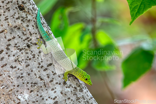 Image of Standing's day gecko, Phelsuma standingi, Zombitse-Vohibasia, Madagascar