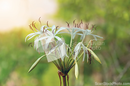 Image of Poison Bulb, Crinum Asiaticum, Tsingy de Bemaraha, Madagascar