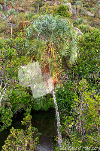 Image of Ravenea glauca, endemic plant, Andringitra National Park, Madagascar