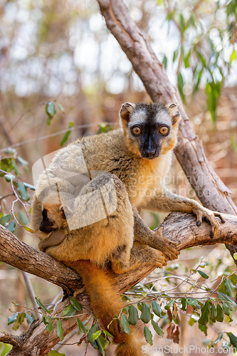 Image of Red-Fronted Lemur, Eulemur Rufifrons, Madagascar wildlife animal.