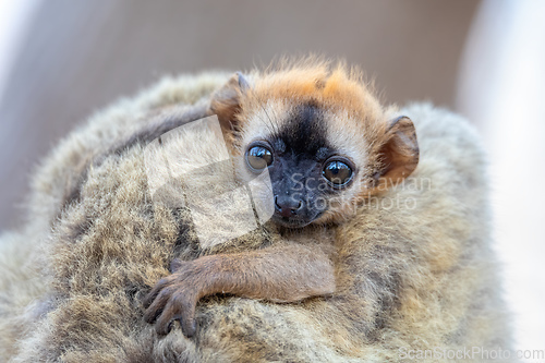 Image of Red-Fronted Lemur, Eulemur Rufifrons, Madagascar wildlife animal.