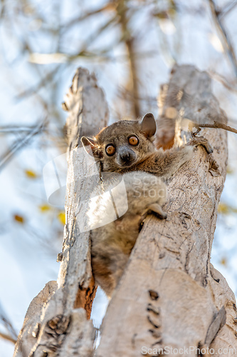 Image of Red-tailed sportive lemur, Lepilemur ruficaudatus, Madagascar wildlife animal.