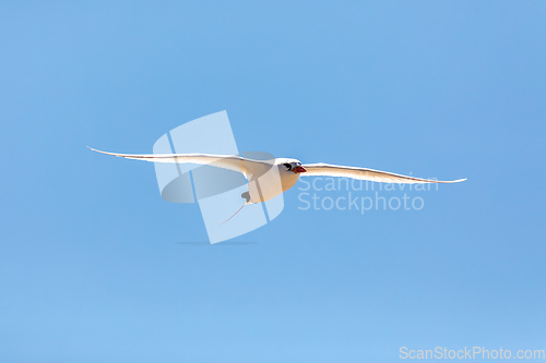Image of The red-tailed tropicbird, Phaethon rubricauda, Nosy Ve. Madagascar wildlife