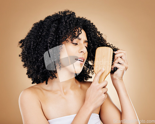 Image of Hair, frustrated and woman with afro brush for style isolated in a studio brown background for wellness and skincare. Comb, knots and confused person with cosmetic aesthetic in Brazil hairdresser