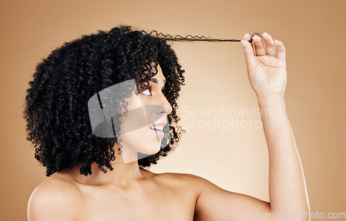 Image of Woman, hair and strand of afro for beauty, natural growth and coil texture in studio on brown background. Model, curly hairstyle and check results for salon aesthetic, healthy treatment and care