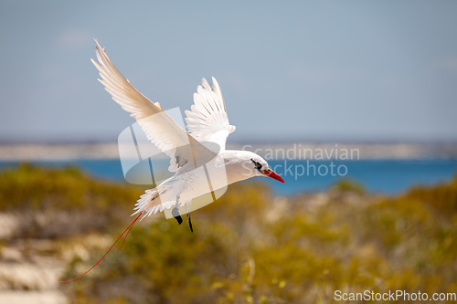 Image of The red-tailed tropicbird, Phaethon rubricauda, Nosy Ve. Madagascar wildlife