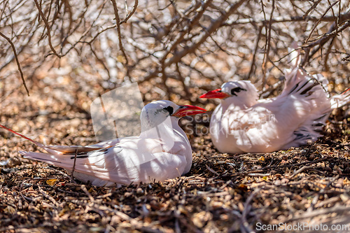 Image of The red-tailed tropicbird, Phaethon rubricauda, Nosy Ve. Madagascar wildlife