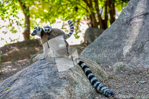 Image of Ring-tailed lemur, Lemur catta, Madagascar wildlife animal