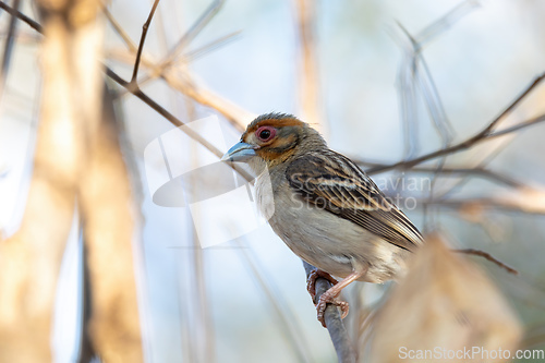 Image of Sakalava Weaver female, Ploceus sakalava. Kirindy Forest, Madagascar