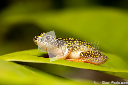 Image of Starry Night Reed Frog, Heterixalus alboguttatus, Ranomafana Madagascar