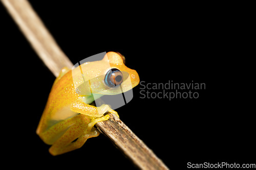 Image of Green Bright-Eyed Frog, Boophis Viridis, Ranomafana. Madagascar