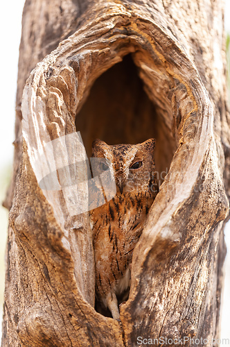 Image of Torotoroka scops owl, Otus rutilus madagascariensis, Kirindy Forest, Madagascar