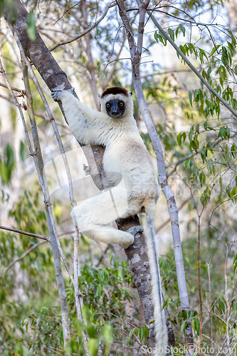 Image of Verreauxs Sifaka, Propithecus verreauxi, Kirindy Forest, Madagascar wildlife animal.