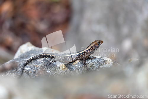 Image of Western Girdled Lizard, (Zonosaurus Laticaudatus), Tsingy De Bemaraha