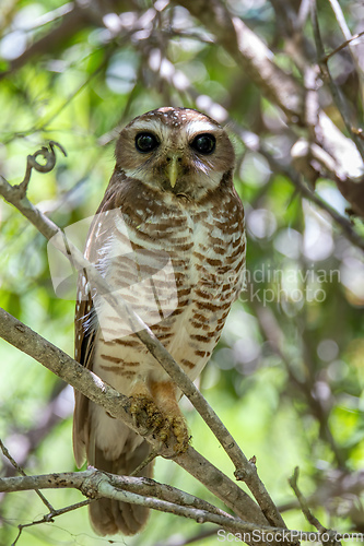 Image of White-browed owl, Athene superciliaris. Zombitse-Vohibasia, Madagascar