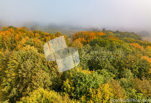 Image of Aerial view of beautiful forest in autumn