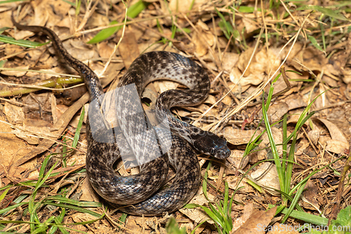 Image of Cat-eyed Snake, Madagascarophis colubrinus, Miandrivazo Madagascar