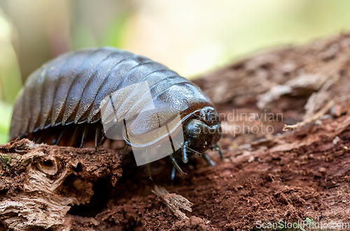 Image of Giant Pill Millipedes, Zoosphaerium - Sphaeromimus - Microsphaerotherium Spp, Reserve Peyrieras Madagascar Exotic. Madagascar