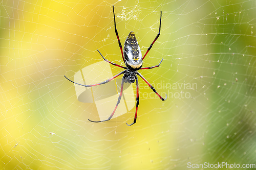 Image of Golden Silk Orb-Weaver, Trichonephila - Nephila inaurata madagascariensis, Ranomafana National Park, Madagascar