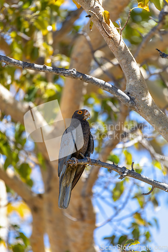 Image of Greater vasa parrot, Coracopsis vasa, Tsimanampetsotsa Nature Reserve, Madagascar